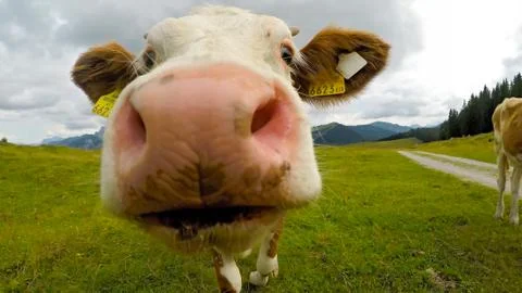Summer time in the Austrian alps. Stock Photos