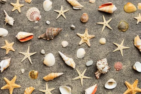 Summer time concept Flat lay composition with beautiful starfish and sea shel Fotos Stock