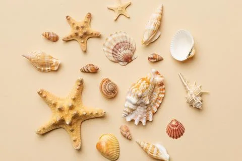 Summer time concept Flat lay composition with beautiful starfish and sea sh.. Stock Photos