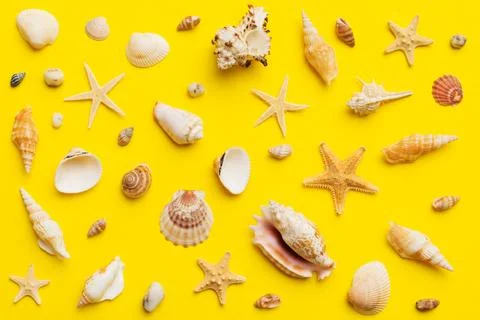 Summer time concept Flat lay composition with beautiful starfish and sea sh.. Stock Photos