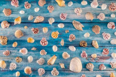 Summer time concept with sea shells on a blue wooden background and sand Stock Photos
