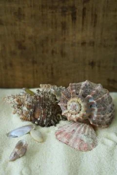 Summer time concept with sea shells on oak background and sand Stock Photos