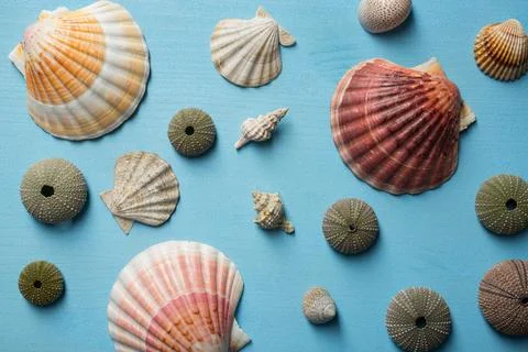 Summer time concept with sea shells  on a blue wooden background Stock Photos