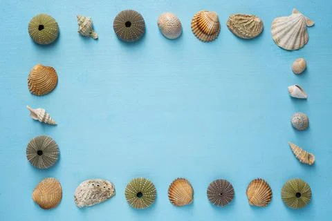 Summer time concept with sea shells  on a blue wooden background Stock Photos