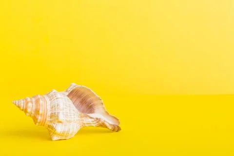 Summer time concept with sea shells or starfish on a table background with .. Stock Photos