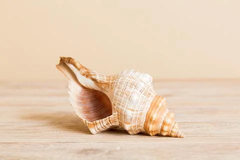 Summer time concept with sea shells or starfish on a table background with co Stock Photos