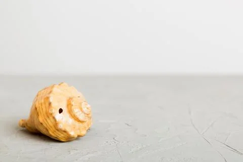 Summer time concept with sea shells or starfish on a table background with co Stock Photos