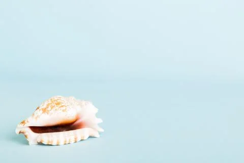 Summer time concept with sea shells or starfish on a table background with co Foto stock