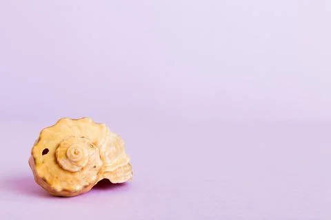 Summer time concept with sea shells or starfish on a table background with co Stock Photos