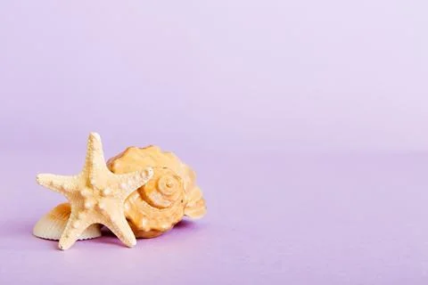 Summer time concept with sea shells or starfish on a table background with co 스톡 사진