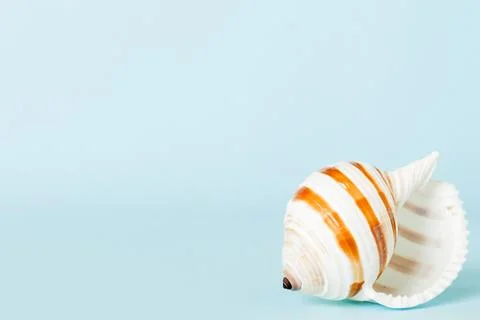Summer time concept with sea shells or starfish on a table background with .. Stock Photos