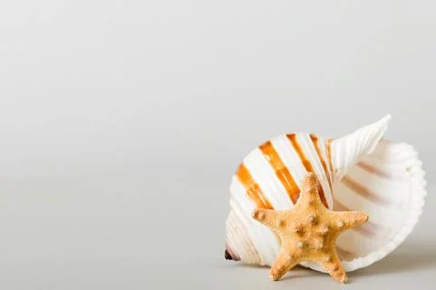 Summer time concept with sea shells or starfish on a table background with .. Stock Photos
