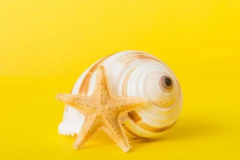 Summer time concept with sea shells or starfish on a table background with co Photos