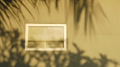 Summer Time Concept. Shadow of Coconut Tree and Tropical Plant Shading on the 库存影片 106651400