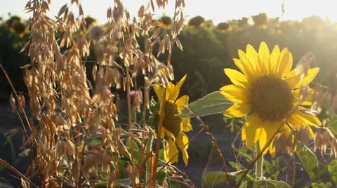 Summer time Stock Footage 25129689