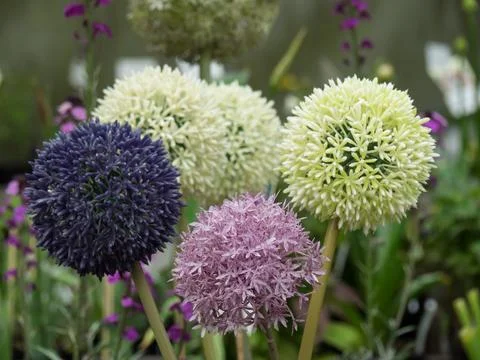 Summer time in the garden Stock Photos