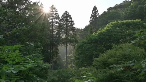 Summer time low sun backlighting a single tree, HD 動画素材 171275523