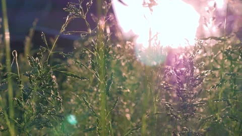 Summer time, nature, grass in the rays of the sun. Stock Footage 197437178