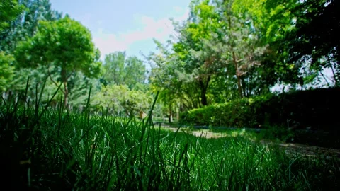 Summer time, the path between the shady trees.  Stock Footage 293285743