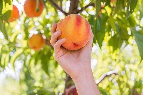 Summer time peach picking Stock Photos