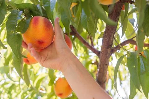 Summer time peach picking Foto stock