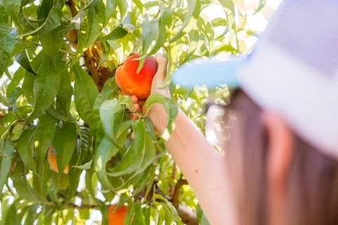 Summer time peach picking 스톡 사진