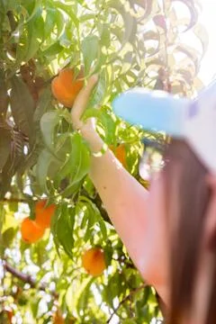 Summer time peach picking Stock Photos