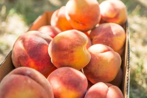 Summer time peach picking Stock Photos