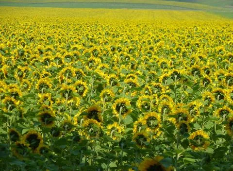 Summer time Stock Photos