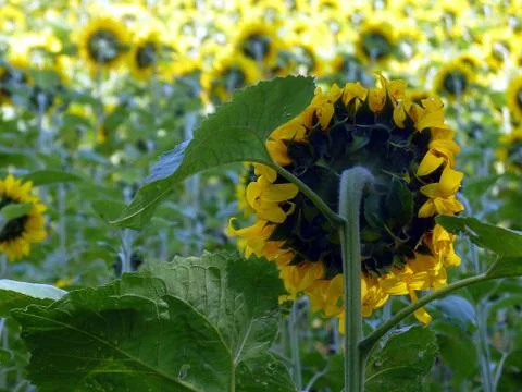 Summer time Stock Photos