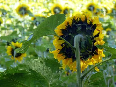 Summer time Stock Photos