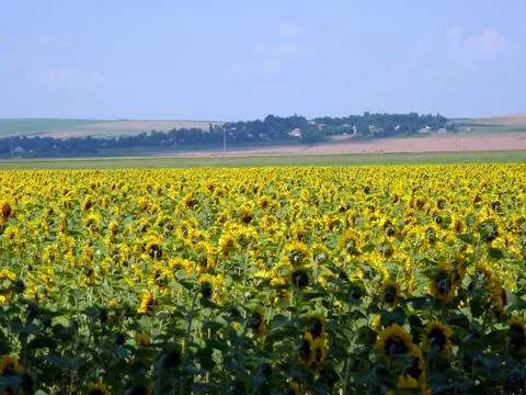 Summer time Stock Photos