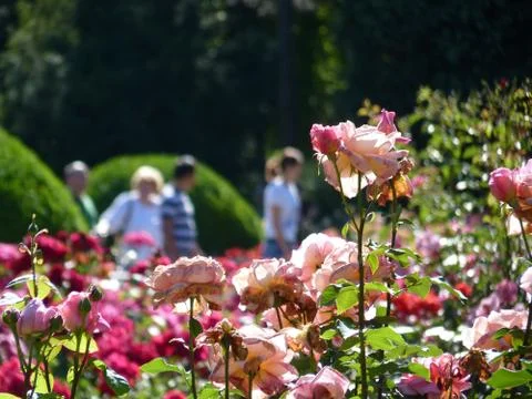 Summer time Stock Photos