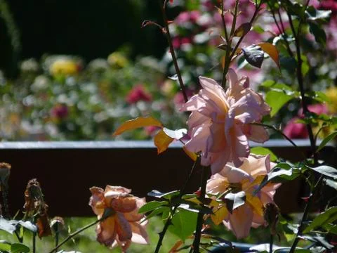 Summer time Stock Photos