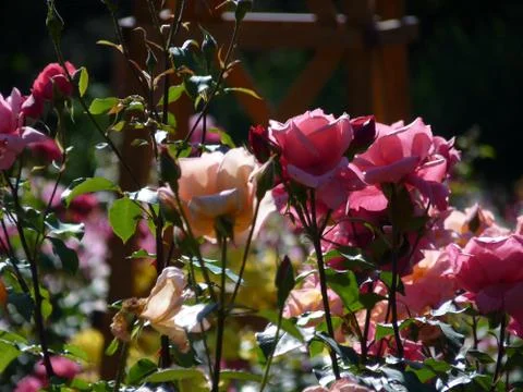 Summer time Stock Photos