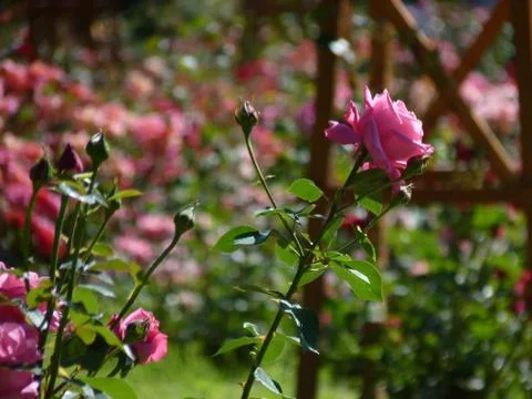 Summer time Foto stock