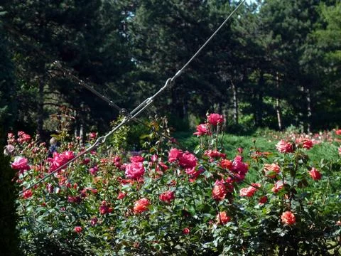 Summer time Stock Photos