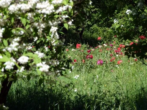 Summer time Stock Photos