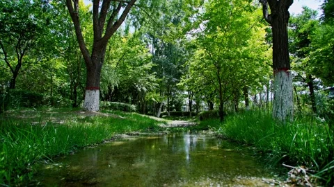 Summer time, a small river under the shade of trees in the park green space. 스톡 동영상 293285711