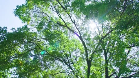 Summer Time - Sunlight Through the Leaves - Summer Boulevard Stock Footage 257909848