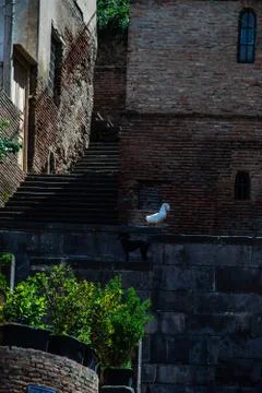 Summer time in Tbilisi Stock Photos