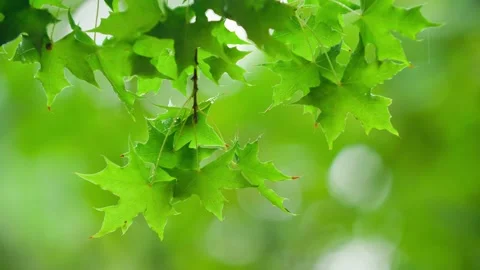 Summer time- the tree sprouts Stock Footage 234115525