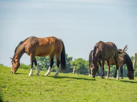 Summer time in westphalia Stock Photos