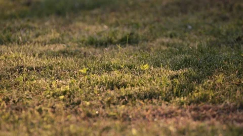 In summer tiny beetles fly on the lawn at sunset Video Stock Footage 113633937