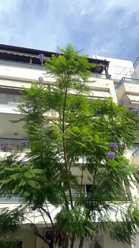A summer town in Greece. Sun, trees, residential houses. Vertical video Stock Footage 286124249