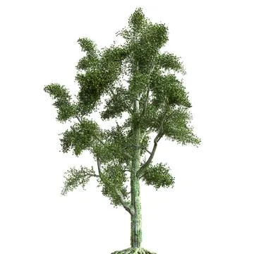 Summer tree 3d illustration isolated on white background Stock Illustration