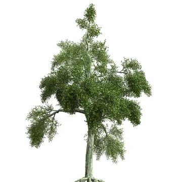 Summer tree 3d illustration isolated on white background Stock Illustration