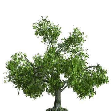 Summer tree 3d illustration isolated on white background Stock Illustration