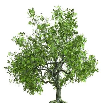 Summer tree 3d illustration isolated on white background Stock Illustration