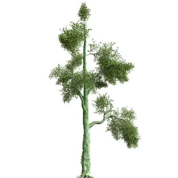 Summer tree 3d illustration isolated on white background Stock Illustration
